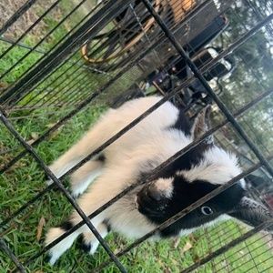 Meet your Posher, Jasper